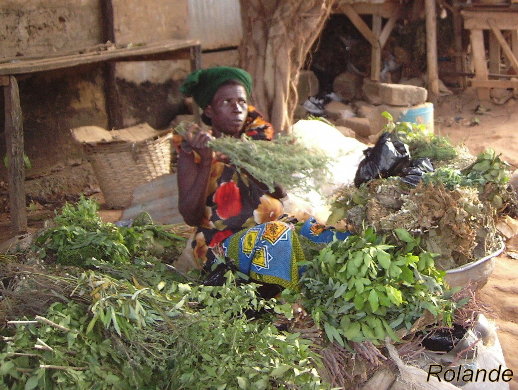 Article : Les plantes M&eacute;dicinales/ Que deviennent ces plantes qui nous gu&eacute;rissent ?