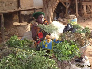 Article : Les plantes M&eacute;dicinales/ Que deviennent ces plantes qui nous gu&eacute;rissent ?